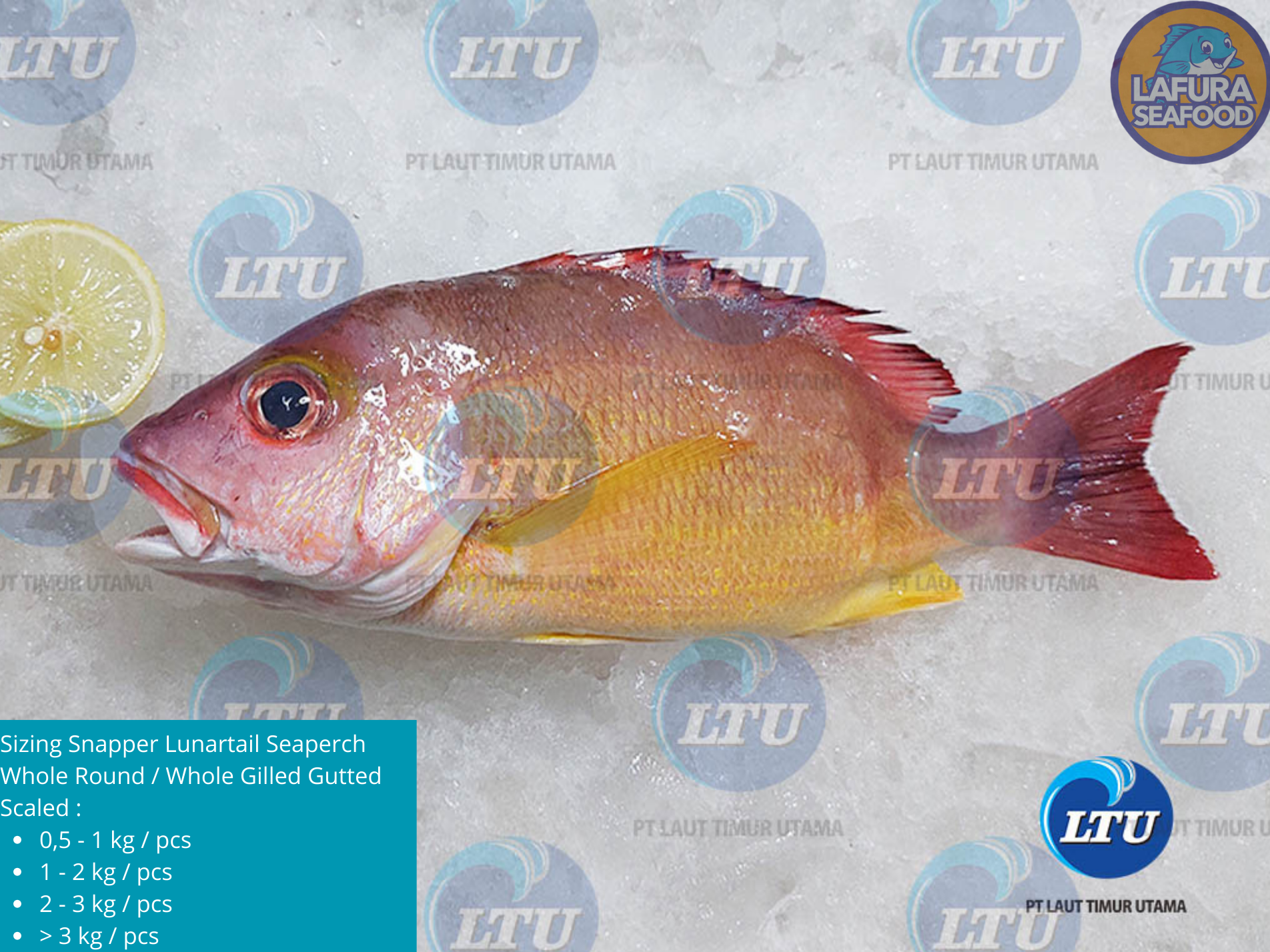 Snapper Lunartail Seaperch Whole Round / Whole Gilled Gutted Scaled
